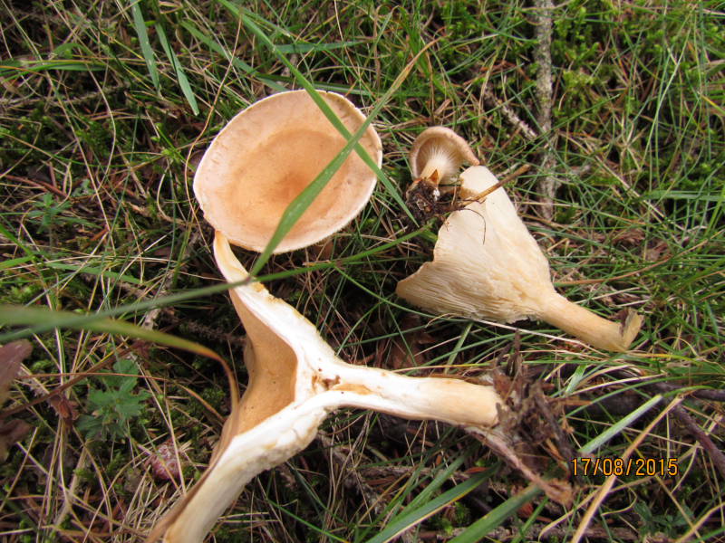 Clitocybe.JPG