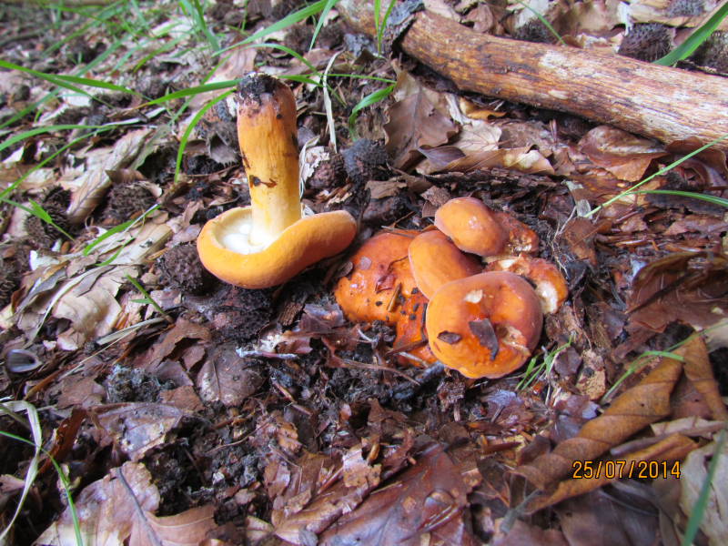 Lactarius volemus1.JPG