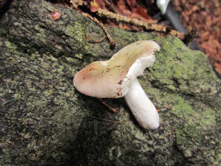 Russula3.JPG