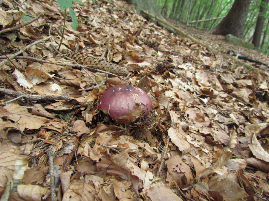 Russula1.JPG