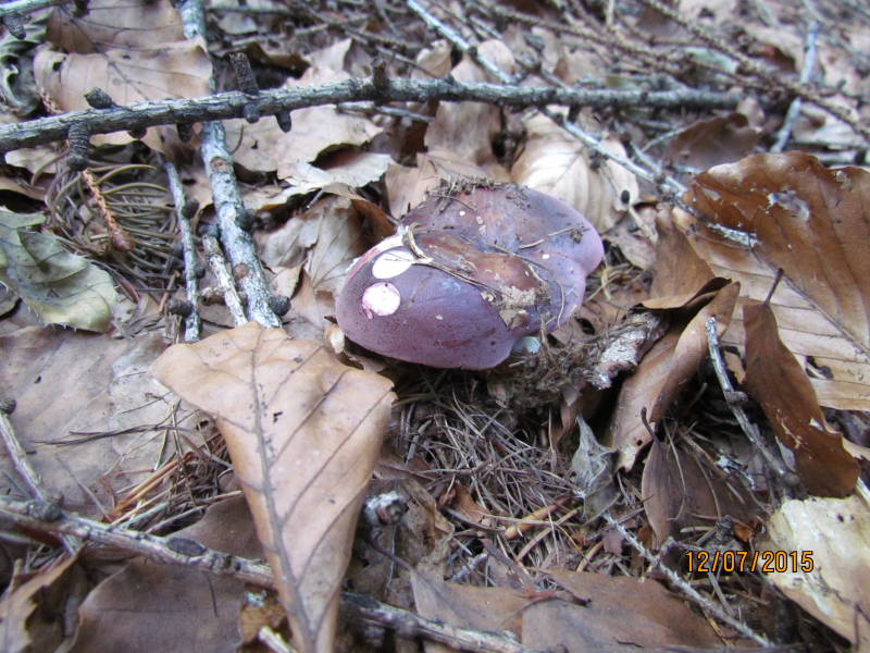 Russula vinosa2.JPG