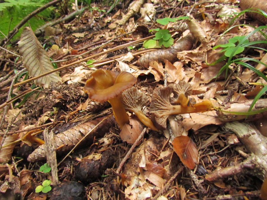 Cantharellus1.JPG