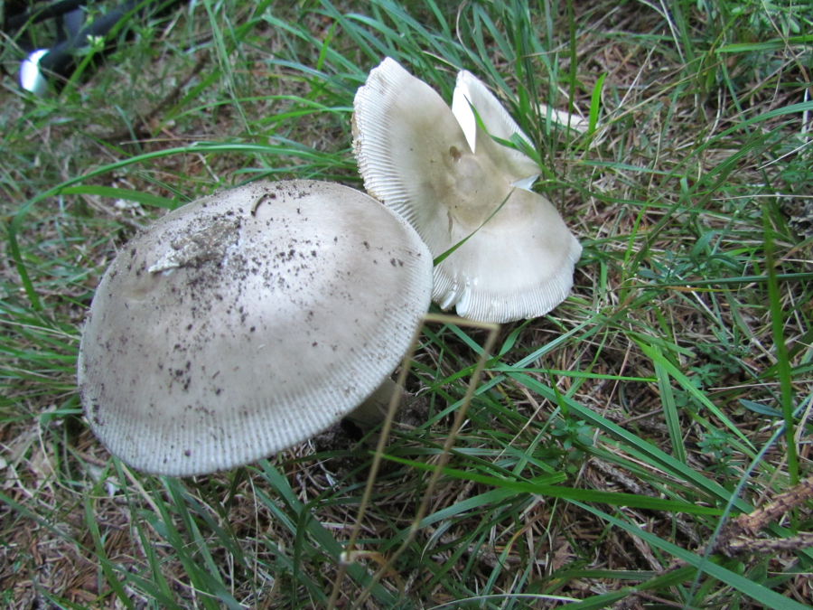 Amanita2.JPG