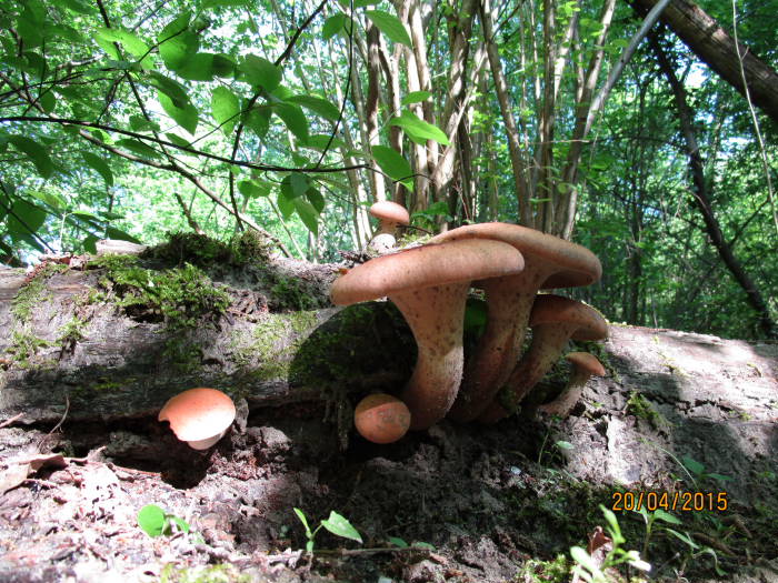 Neolentinus1.JPG