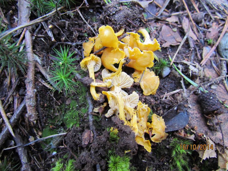 Cantharellus1.JPG