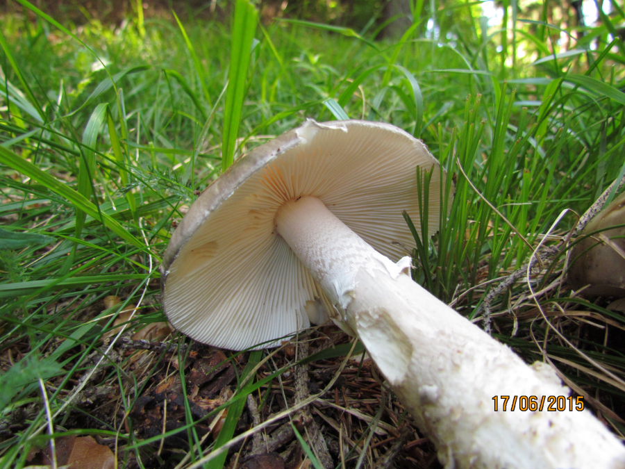 Amanita3.JPG