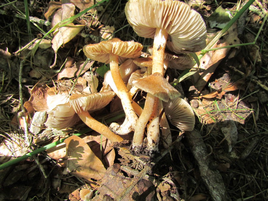 Pholiota 4.JPG