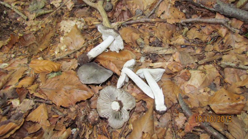 Tricholoma.JPG