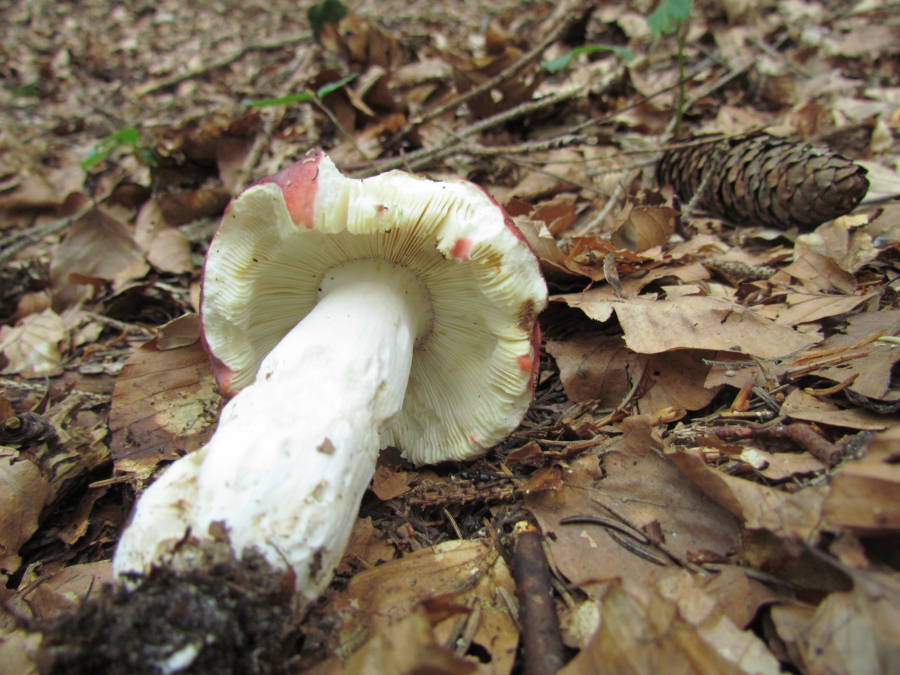 Russula3.JPG