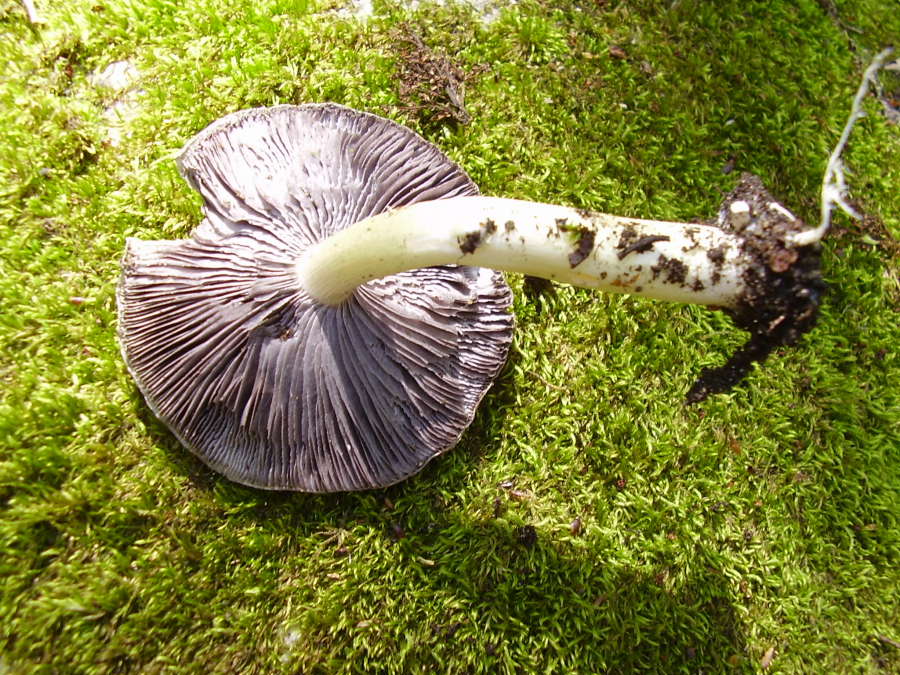 stropharia1.JPG