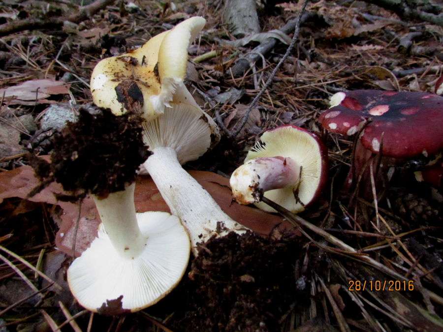 russula6.JPG