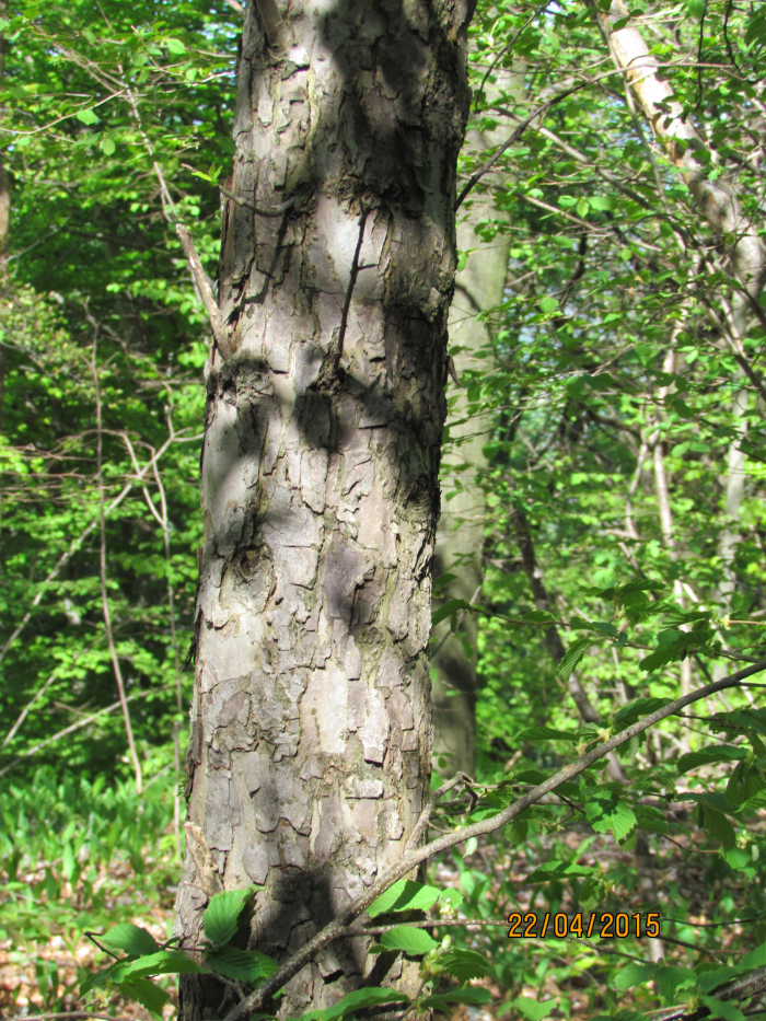 Albero da identificare8.JPG