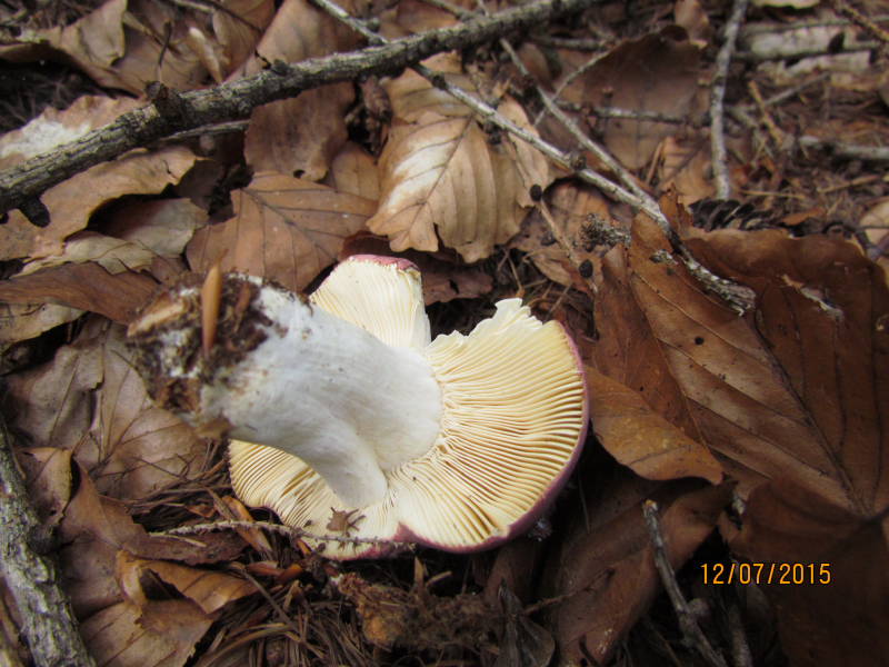 Russula vinosa1.JPG