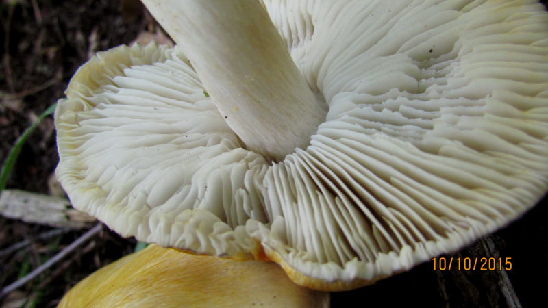 Tricholoma2.JPG