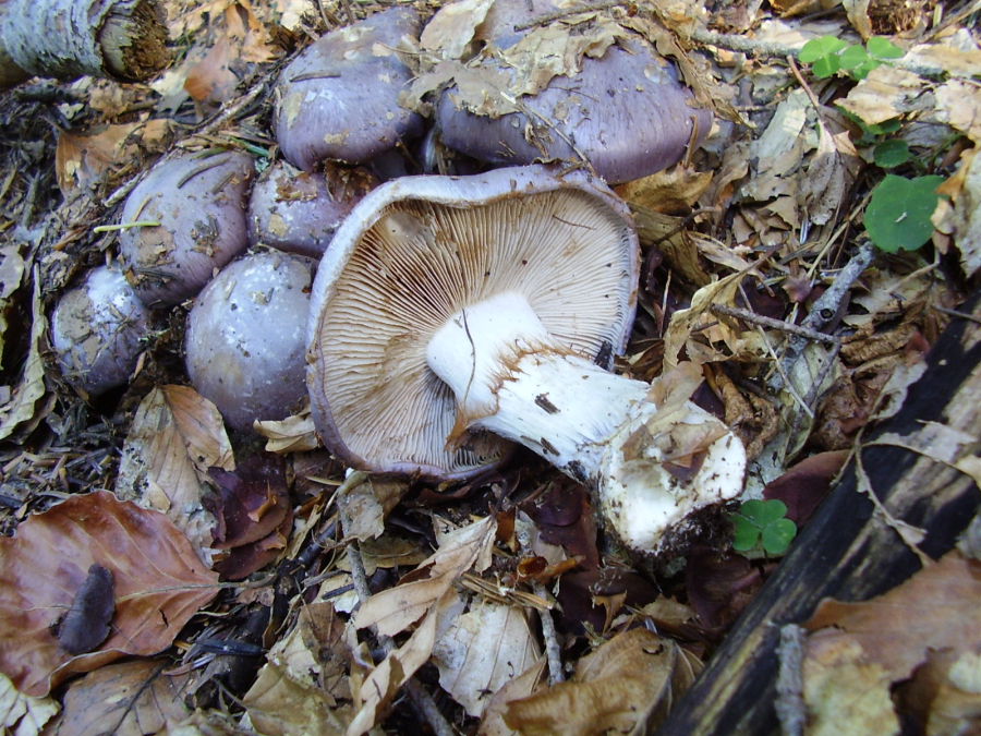 Cortinarius1.JPG