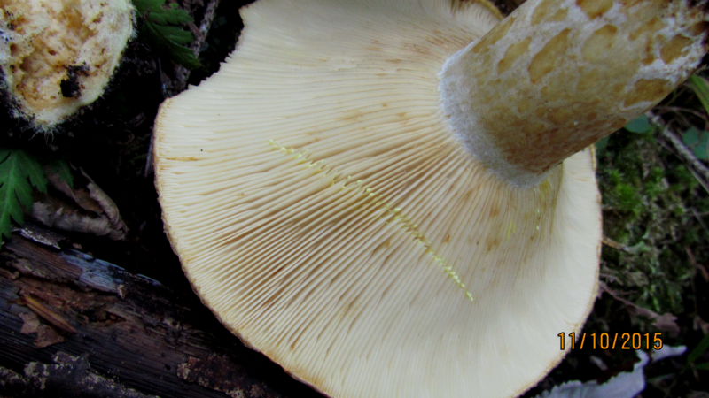 Lactarius1.JPG