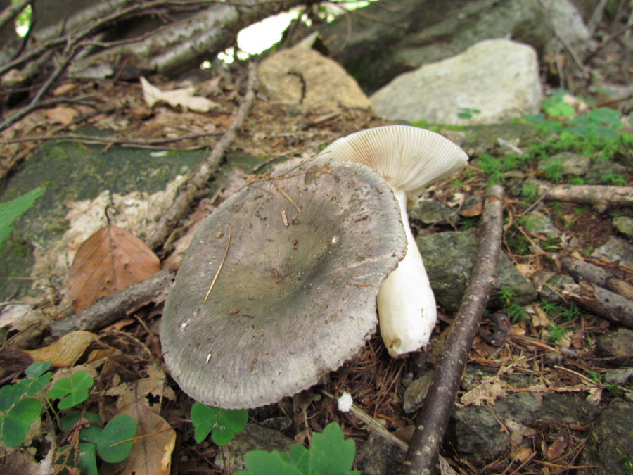 Russula1.JPG