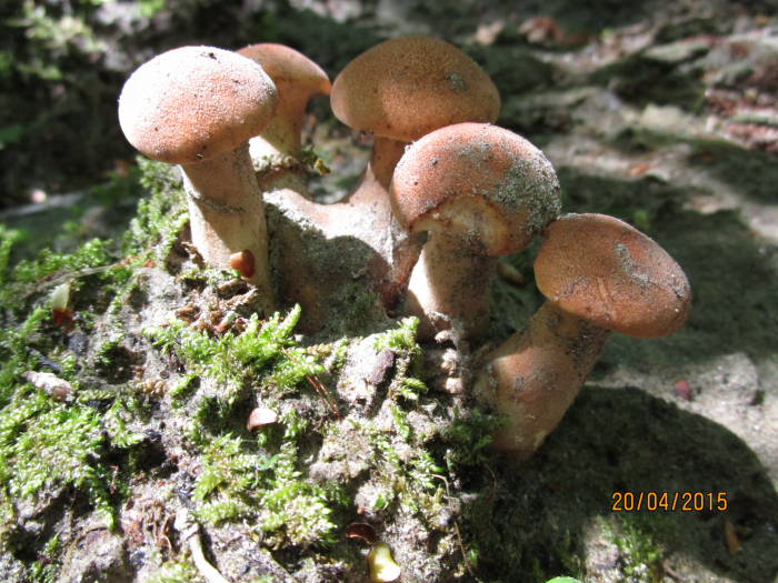 Neolentinus3.JPG