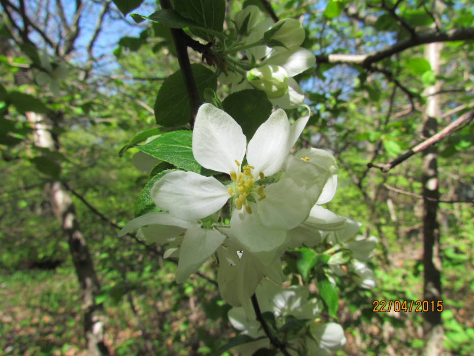 Albero da identificare5.JPG