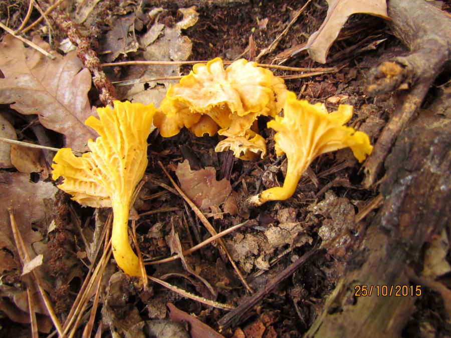 Cantharellus1.JPG