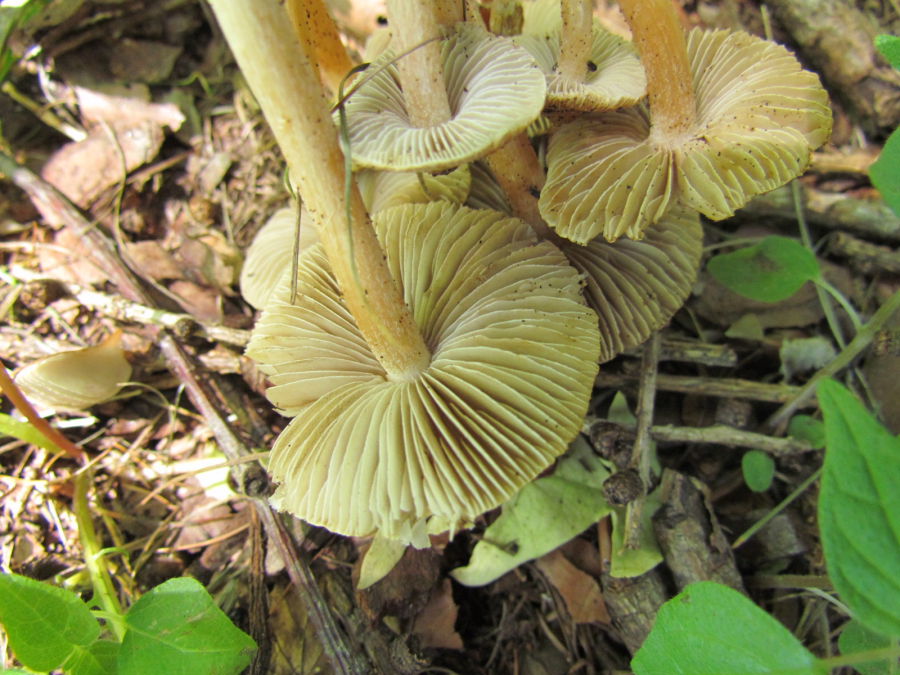 Pholiota 3.JPG