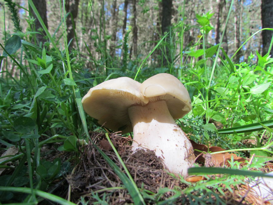 Calocybe gambosa1.JPG