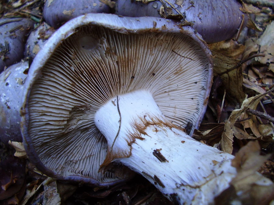 Cortinarius2.JPG