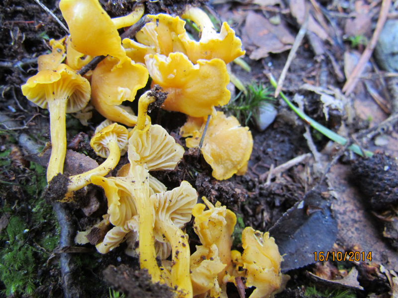 Cantharellus0005.JPG