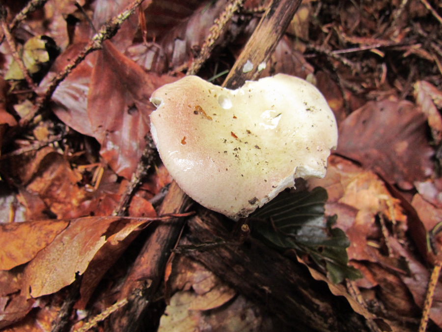 Russula2.JPG