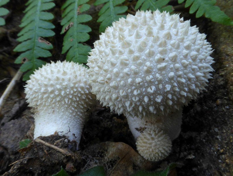 LYCOPERDON CANDIDUM.JPG