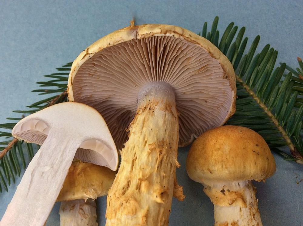 cortinarius ophiopus var. pervelatus 8 - ott.  - 2015 foto ravvicinata.jpg