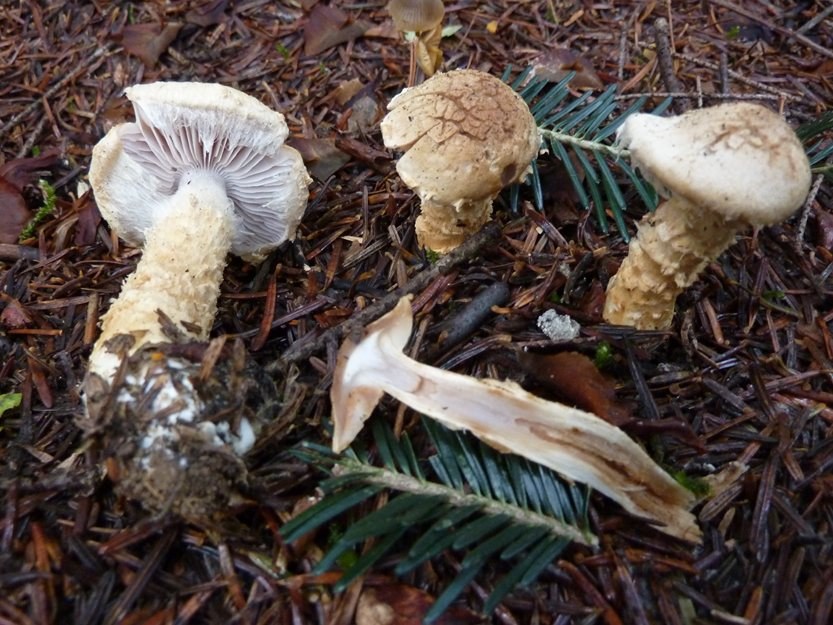 fungo ignoto  016-11 funghi.JPG