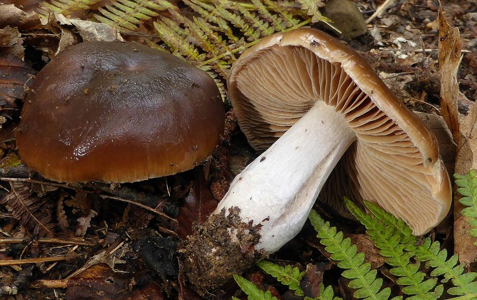 cortinarius elatior 1.JPG