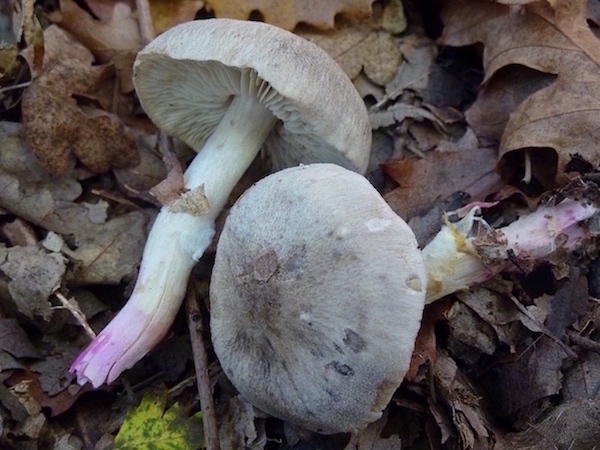 Tricholoma basirubens 4,5 MB.JPG