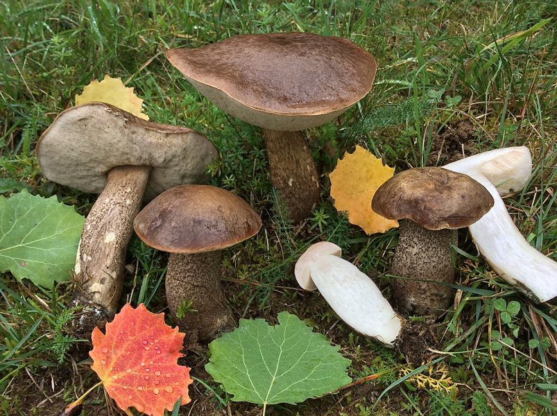 boletus duriusculus.jpg