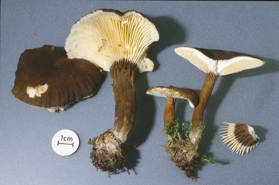 lactarius lignotus.jpg