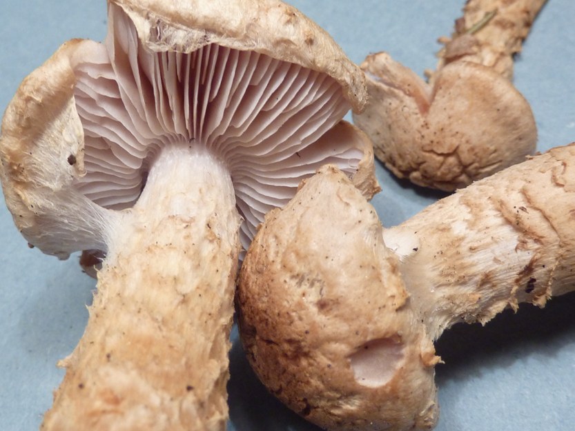 P1140374 funghi.JPG