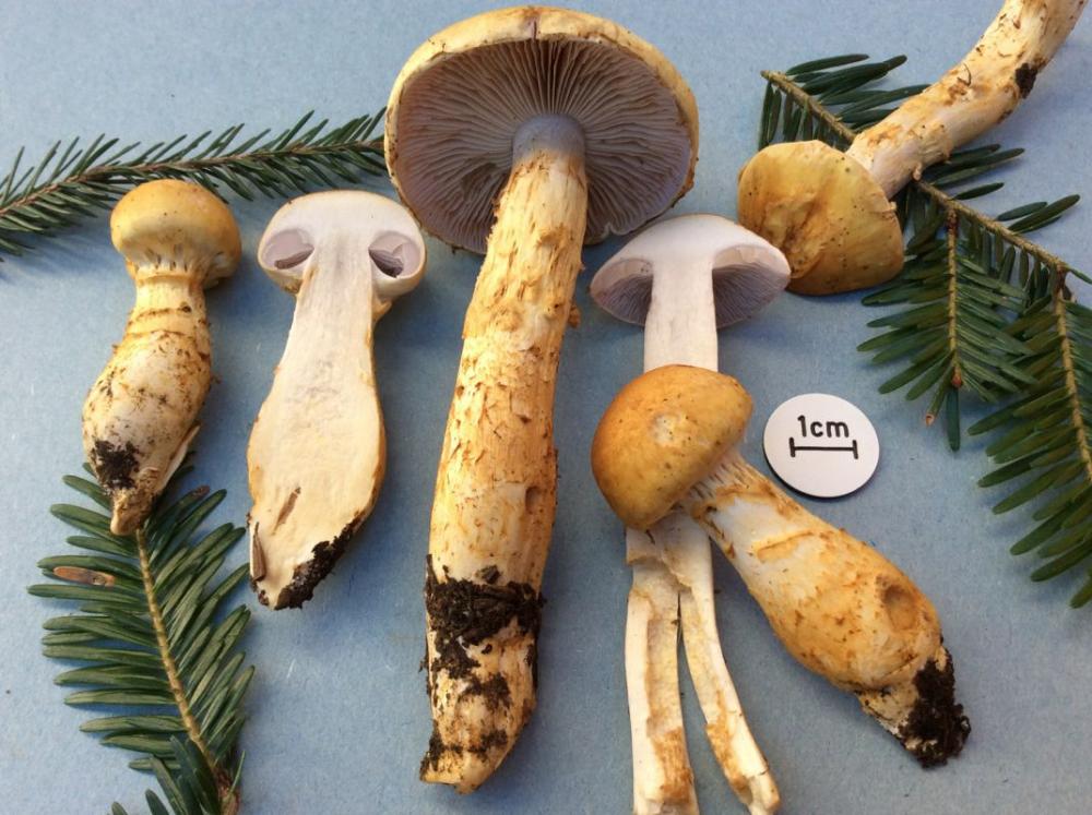cortinarius ophiopus var. pervelatus 8 - ott - 2015.jpg