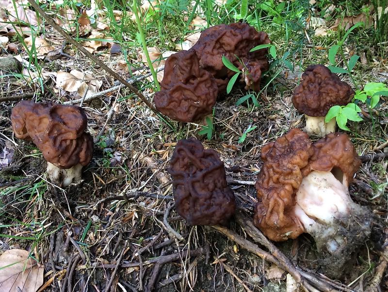 GYROMITRA ESCULENTA 180  Kb.jpg