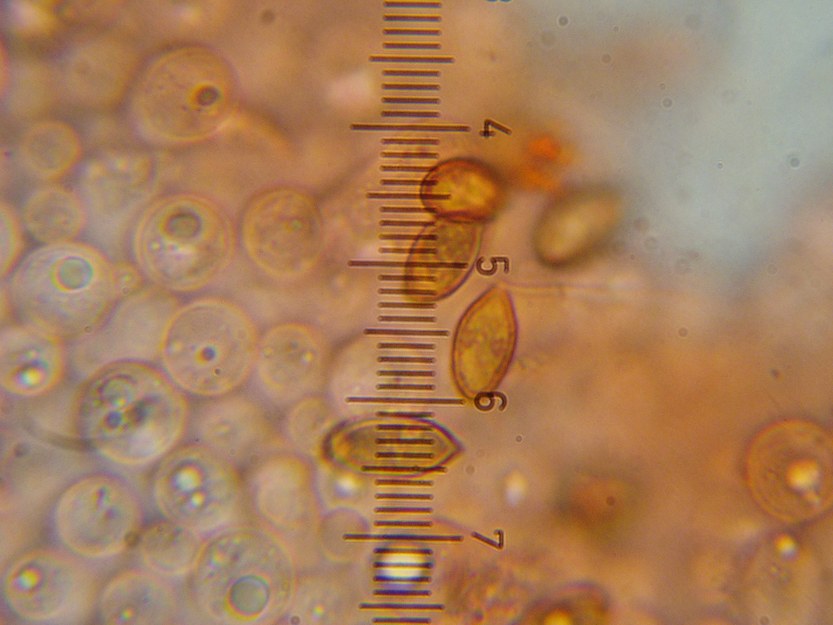 spore 1=1,2 funghi.JPG