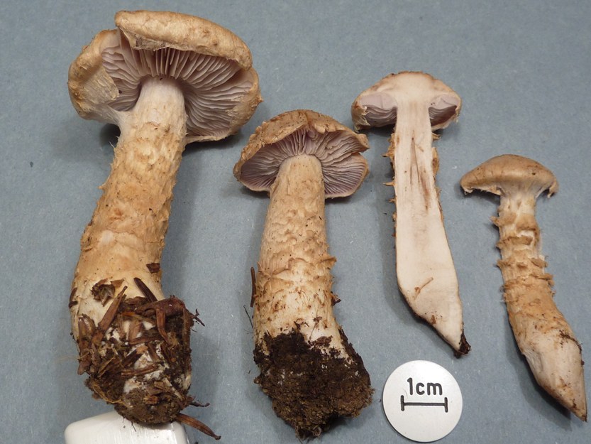 P1140369 funghi.JPG
