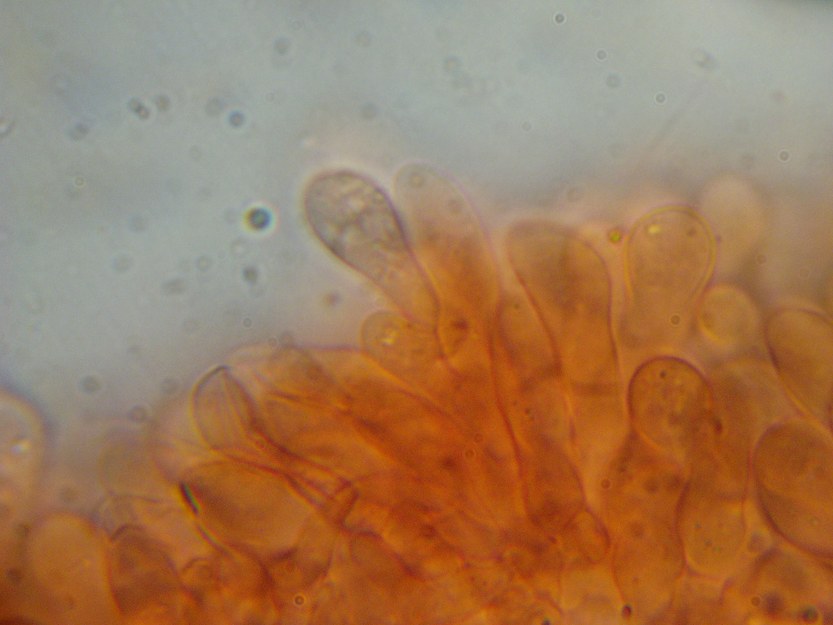 cheilo funghi.JPG
