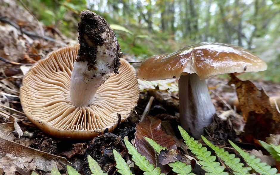 cortinarius elatior 2.JPG