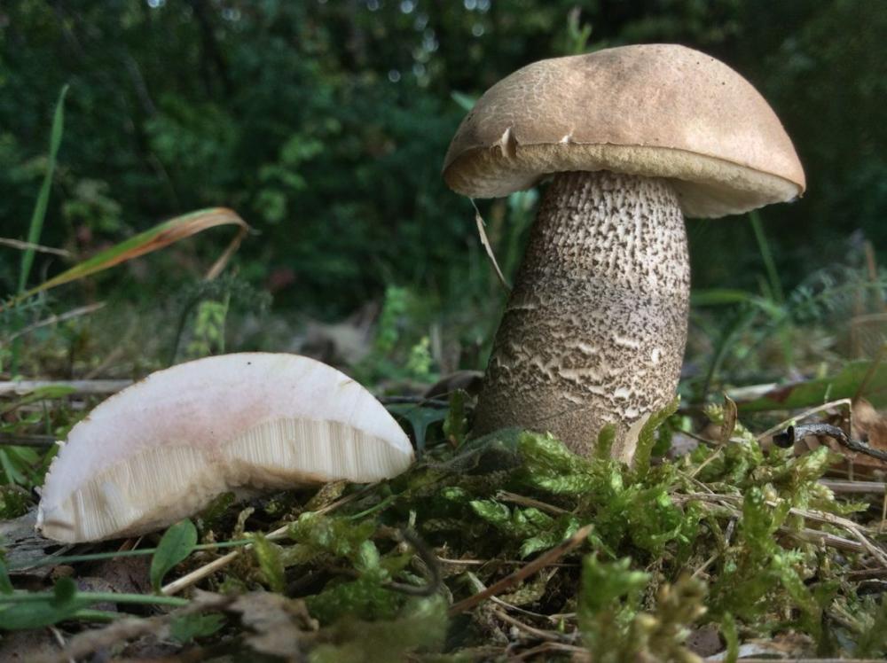 boletus scaber.jpg