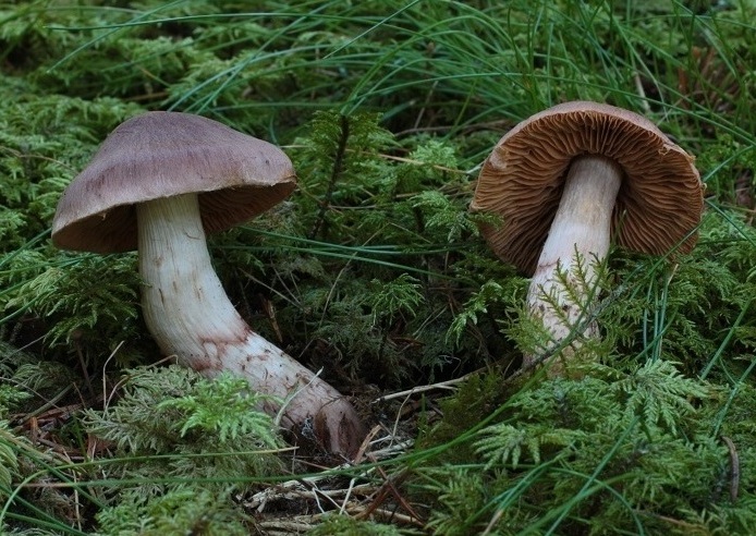 (Cortinarius A)_1 E.JPG