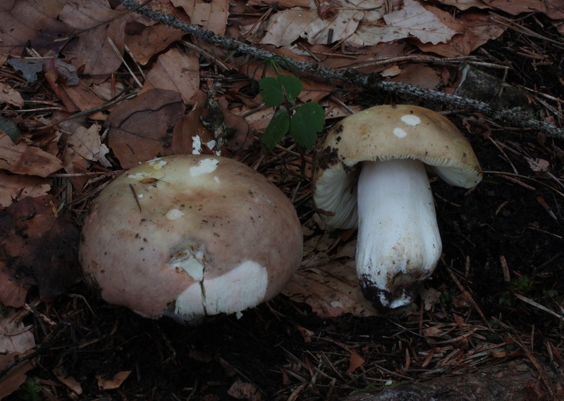 (Russula A)_1.JPG