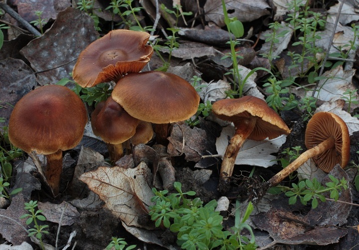 (Cortinarius B)_1 E.JPG