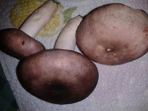 2015-09-22 20.24.20b.jpg