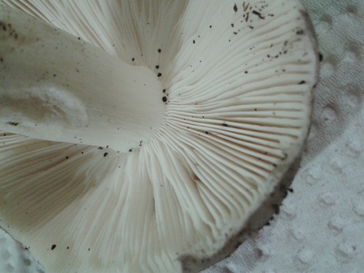 2015-09-22 20.03.51b.jpg