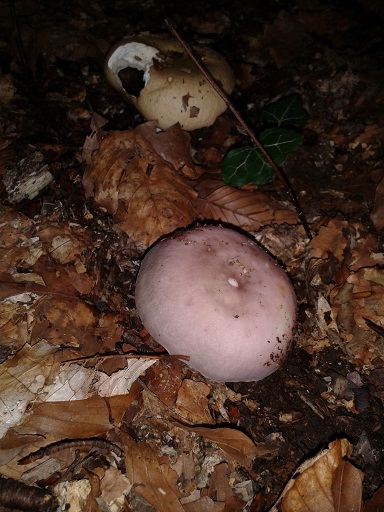 2015-09-22 17.31.30b.jpg